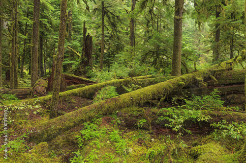 Hoh Rainforest, Olympic National Park, Washington state, USA