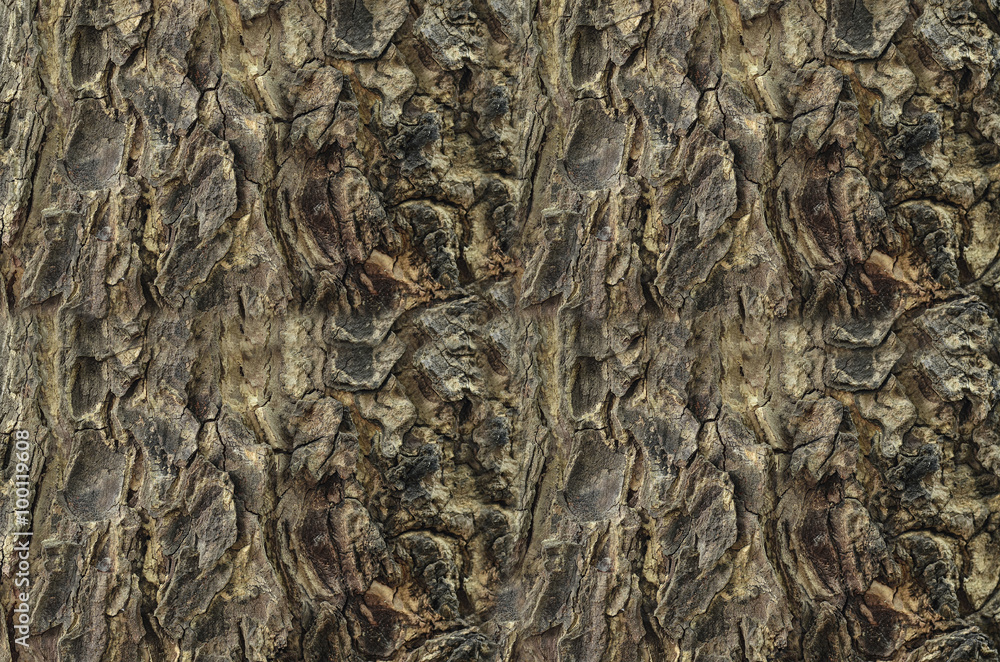 Tree bark texture Tree bark texture