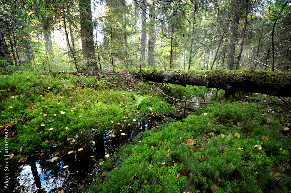 Fototapeta premium dark pine forest scene