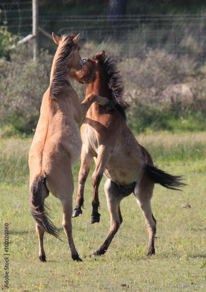 Fotografie Chevaux en bagarre