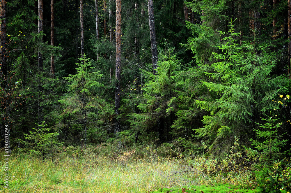 dark pine forest scene dark pine forest scene