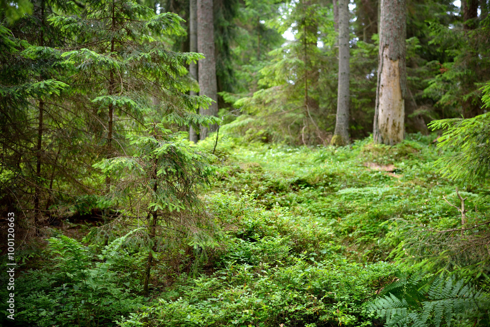 Obraz premium dark pine forest scene