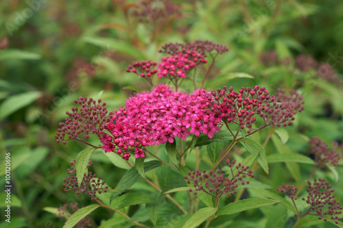 Obraz na płótnie Spiraea japonica Dart's Red