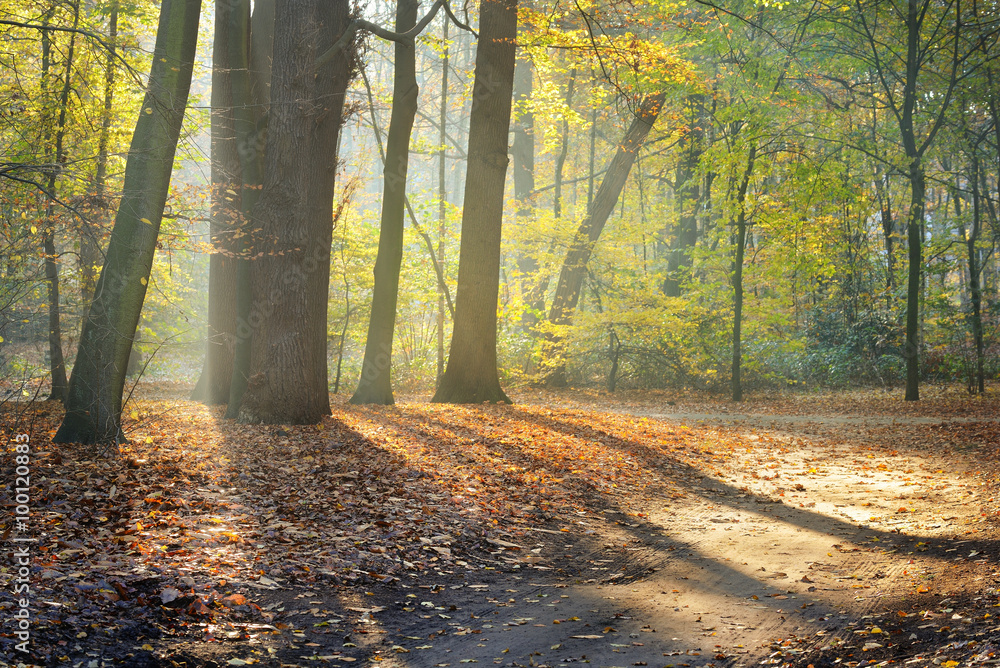 Autumn forest. Nachtegalenpark in Antwerp