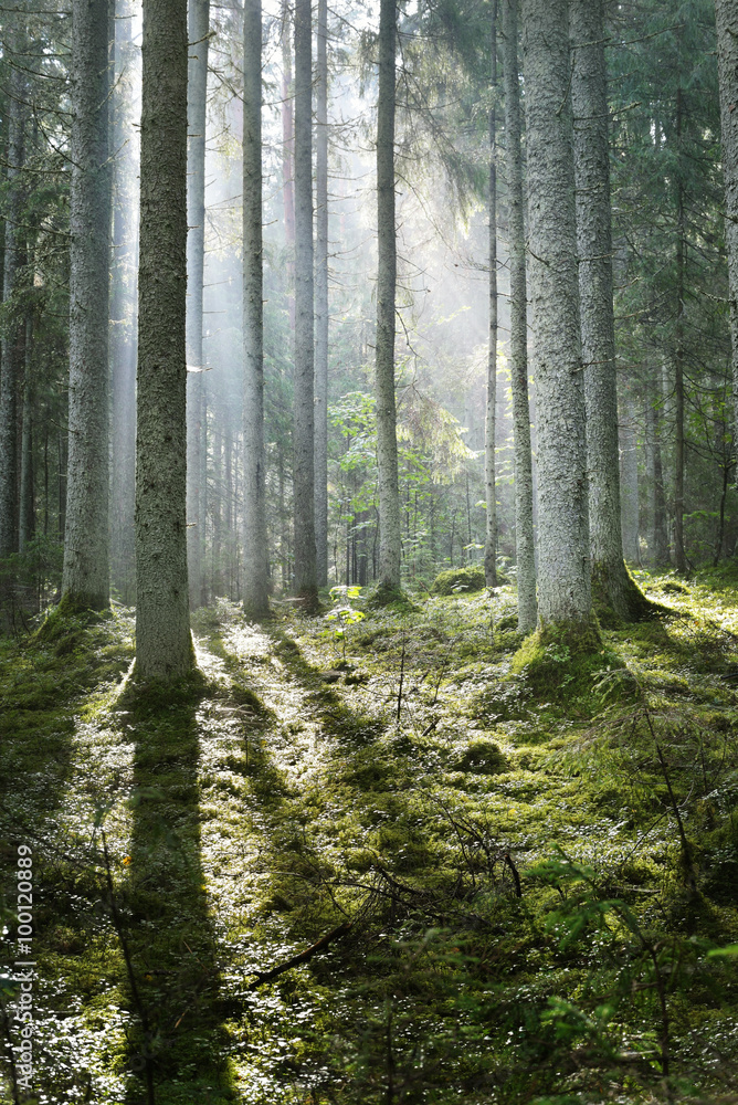 Sun rays in a fog in the forest. Latvia Sun rays in a fog in the forest. Latvia