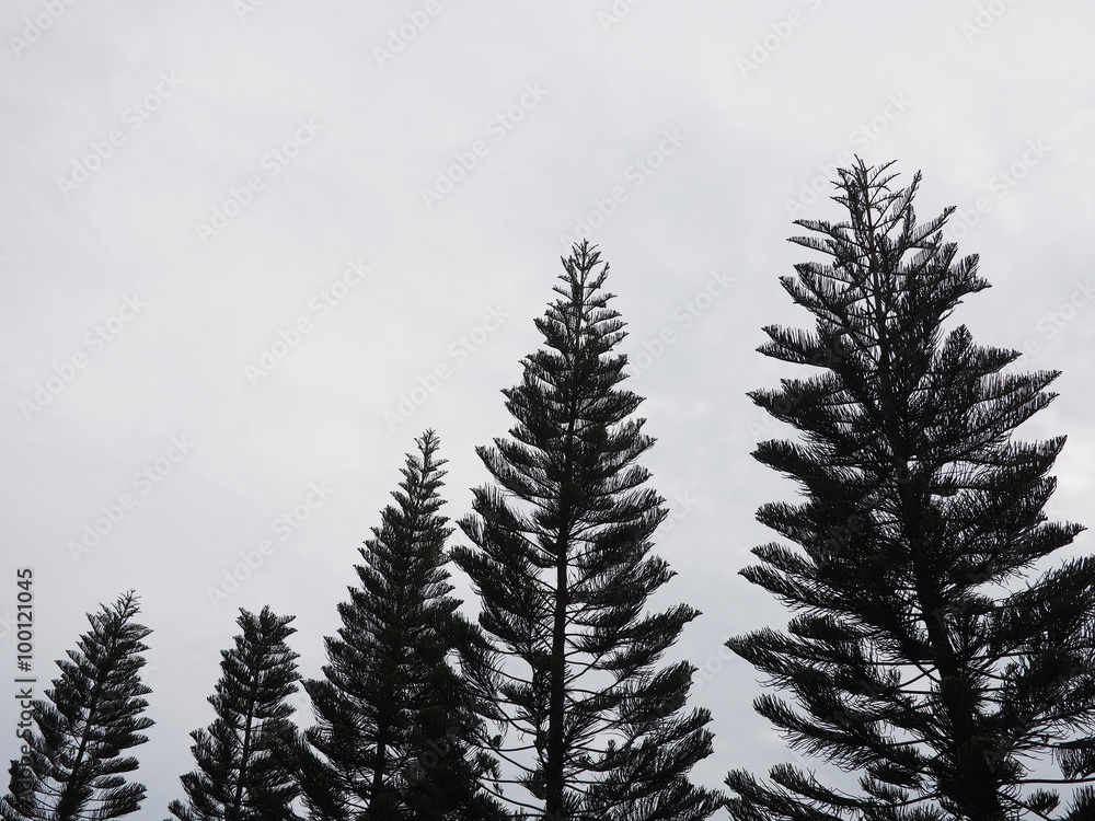 Obraz premium Monochrome tree