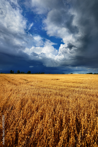 cereal field against dark stormy clouds