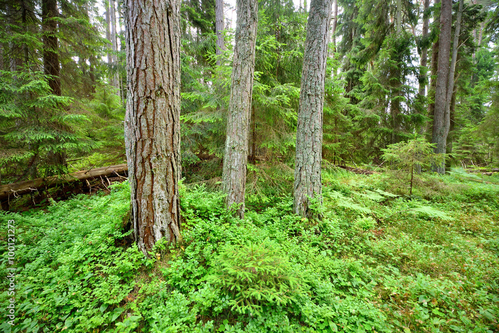Obraz premium dark pine forest scene