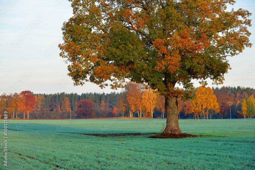 Colorful lonely tree in the field in Autumn