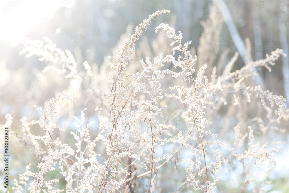 Frost winter plant close to the light Frost winter plant close to the light