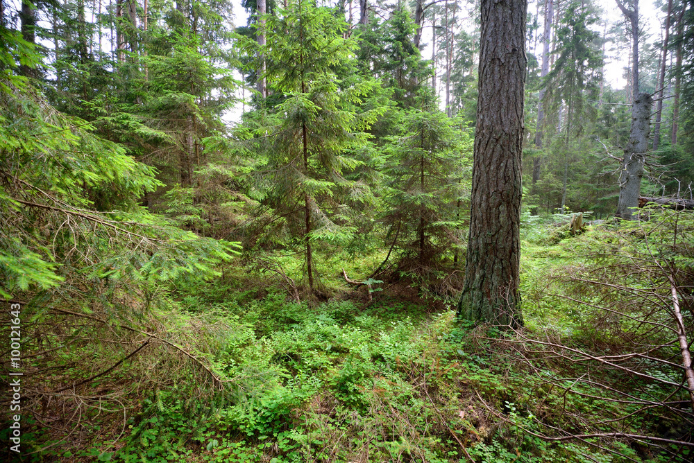 Fototapeta premium dark pine forest scene