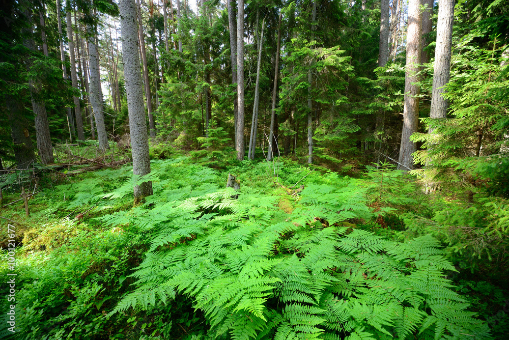 dark pine forest scene dark pine forest scene