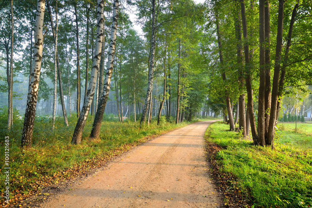 Road in a beautiful forest in the morning Road in a beautiful forest in the morning