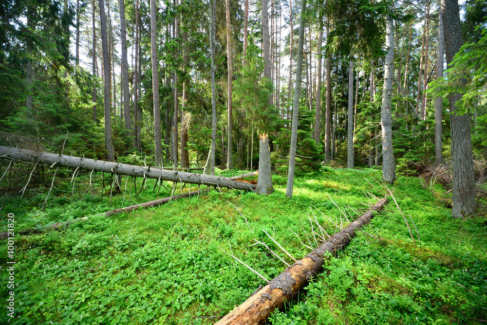 dark pine forest scene