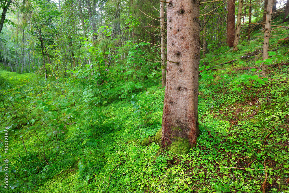 dark pine forest scene in Gauja national park