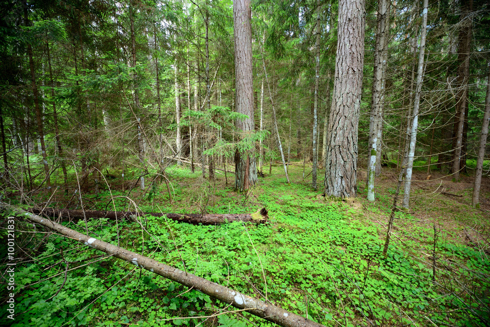 dark pine forest scene