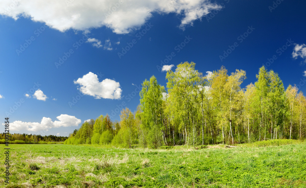 classical meadow and forest spring landscape