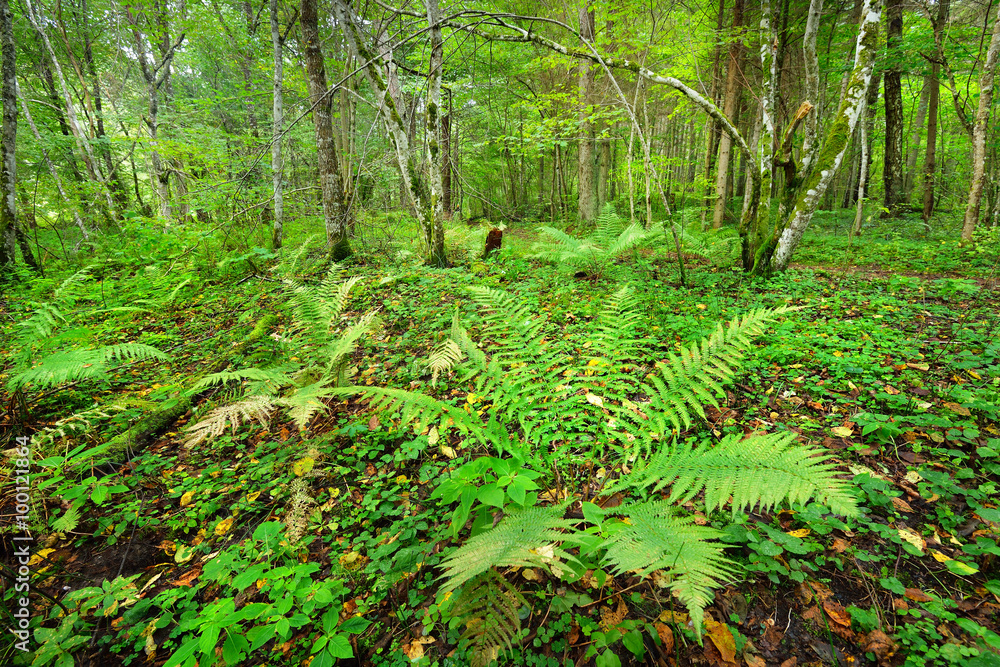 Ferns in a forest in Latvia