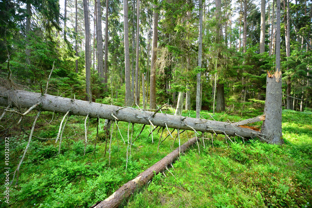 dark pine forest scene