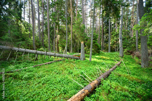 Obraz na płótnie dark pine forest scene w salonie