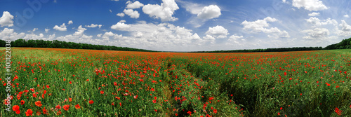 Panorama of a poppy field in bright sunny day