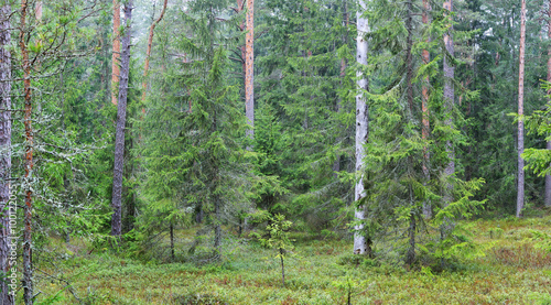 Fototapeta Naklejka Na Ścianę i Meble -  dark pine forest panorama
