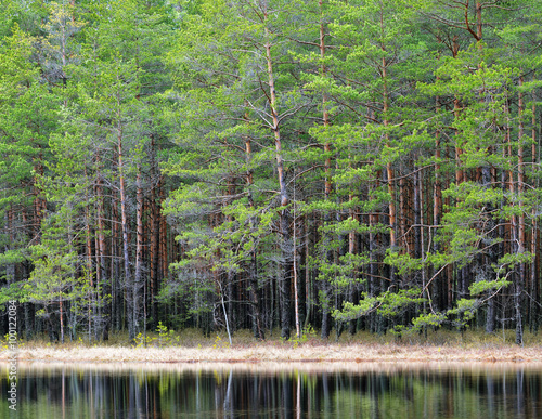 Obraz na płótnie Northern forest landscape with a lake w salonie