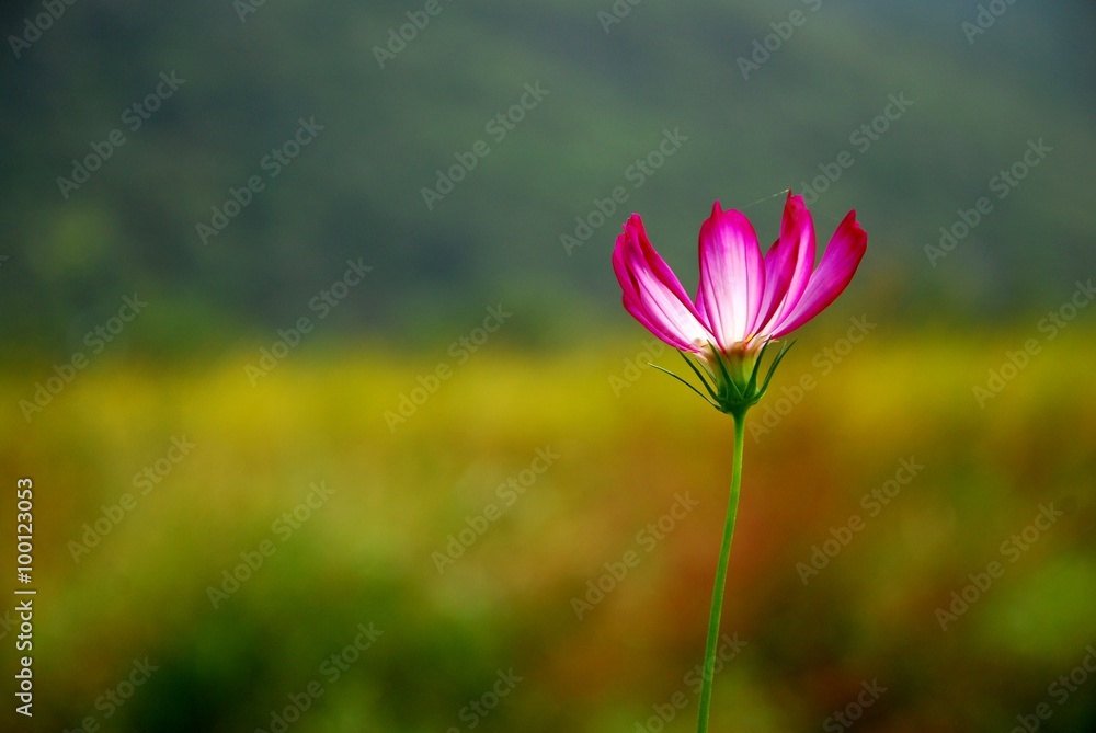 Beautiful galsang flowers Beautiful galsang flowers