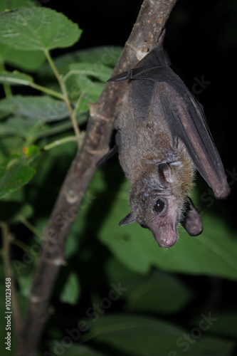 bat is mammal and call "vampire" © Visanuwit