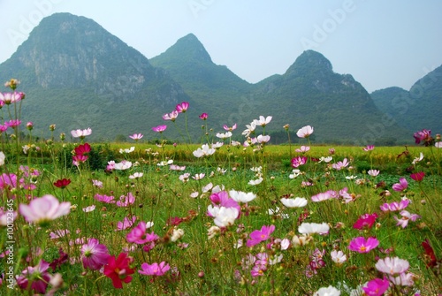 Beautiful galsang flowers photo