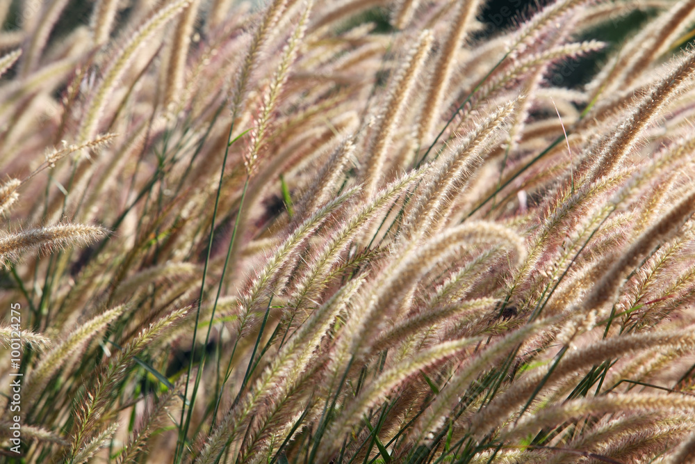 reeds grass reeds grass