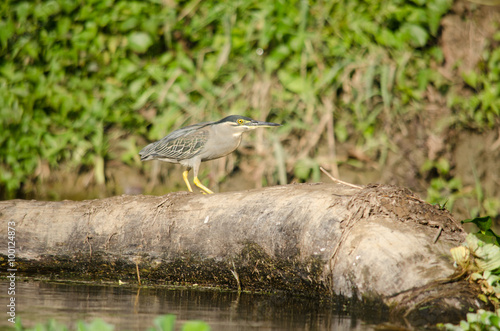 indian pond heron is walking on the plant