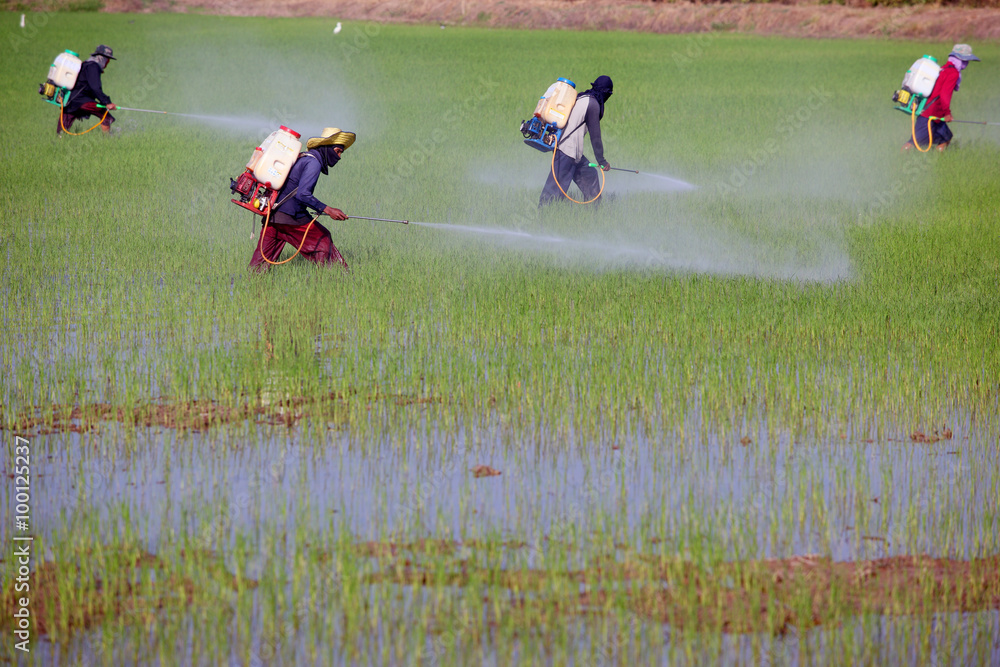 farmer spraying pesticide in green paddy field farmer spraying pesticide in green paddy field