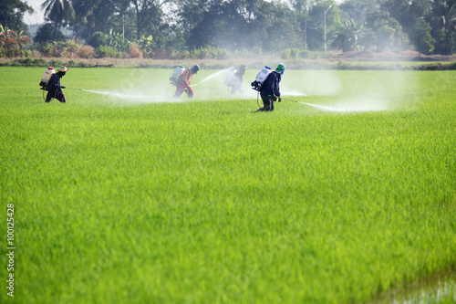 farmer spraying pesticide in paddy field