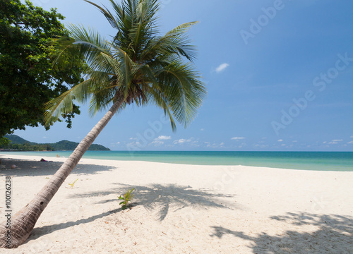 Fototapeta Naklejka Na Ścianę i Meble -  Coconut palm with white sand