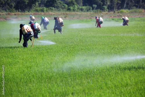 farmer spraying pesticide in paddy field