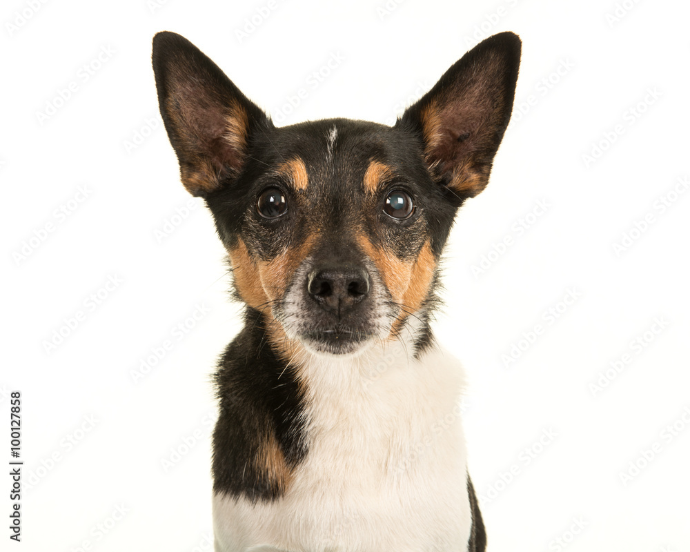 Older  jack russell terrier dog portrait isolated on a white background