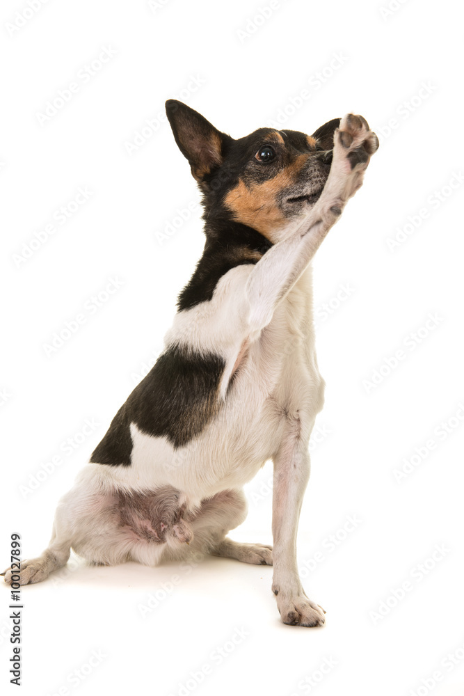 Jack russell terrier dog giving high five isolated on a white background