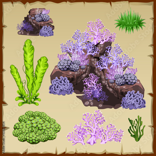 Types of green seaweed and purple corals