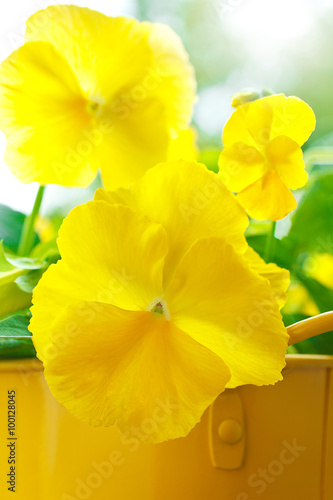 Fototapeta Naklejka Na Ścianę i Meble -  pansy flowers viola wittrockiana yellow