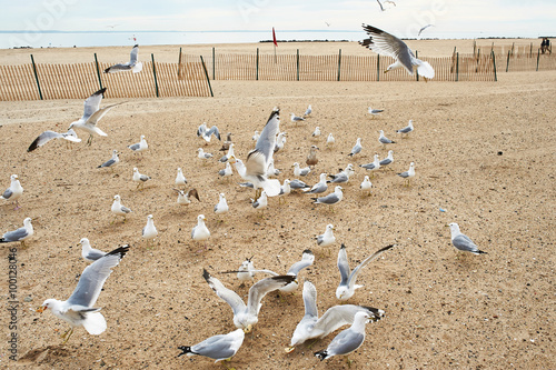 Seagulls at Brighton Beach, New York