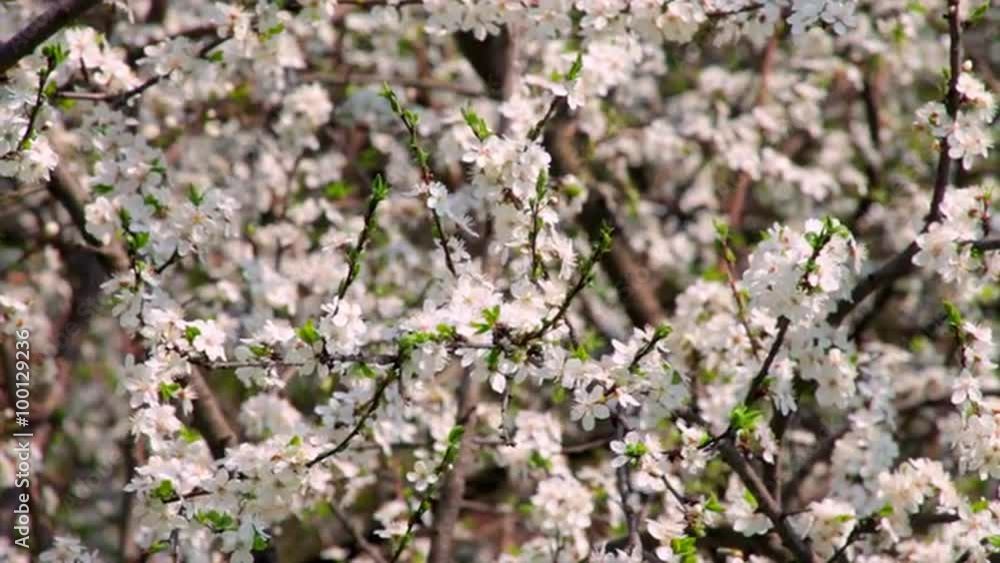 Sunlit cherry tree with sea of white splendid blossom and new green tiny leaves, waving in spring wind. Revival of nature after long and cold winter. Cheering spirit in beautiful full HD. Sunlit cherry tree with sea of white splendid blossom and new green tiny leaves, waving in spring wind. Revival of nature after long and cold winter. Cheering spirit in beautiful full HD.