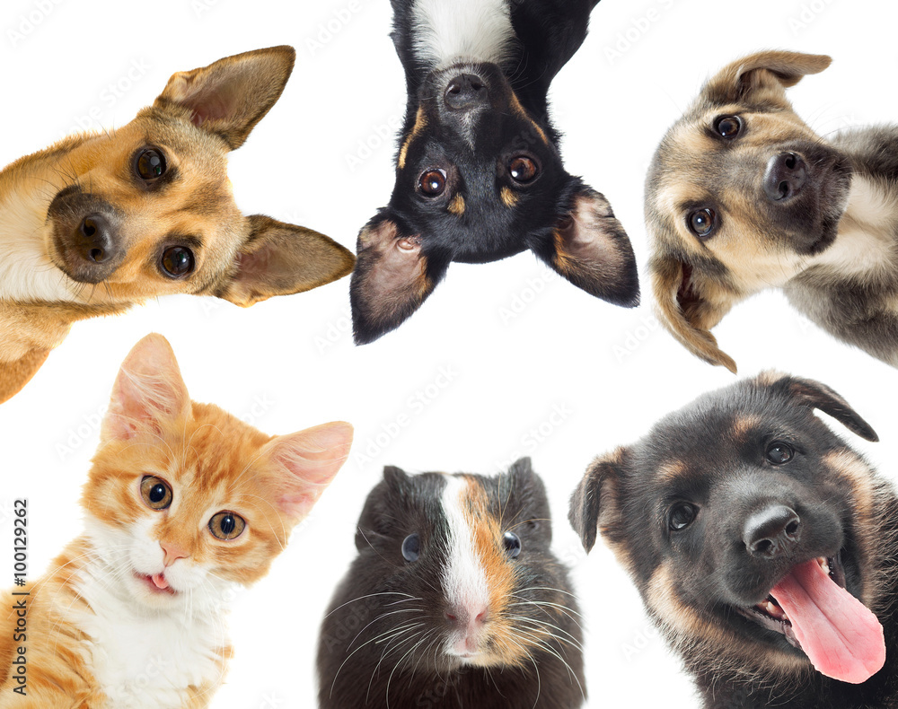 kitten and puppy and guinea pig kitten and puppy and guinea pig