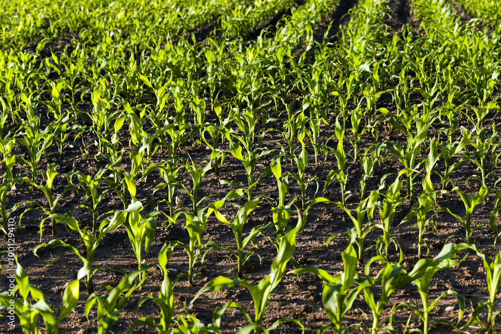 corn sprouts . close up corn sprouts . close up
