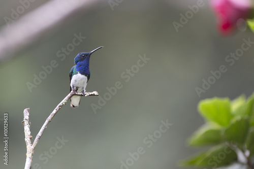 Hummingbird of the Andes in South America