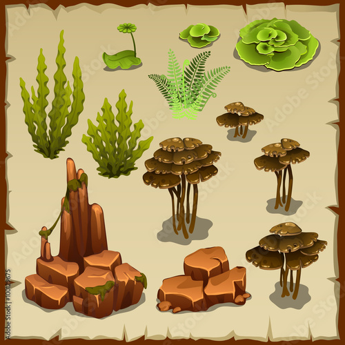 Big set of variety underwater plants and stones