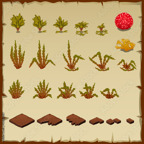 Variety underwater plants, growth stages of algae