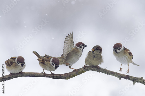 sparrows sit on a branch in a winter snow day