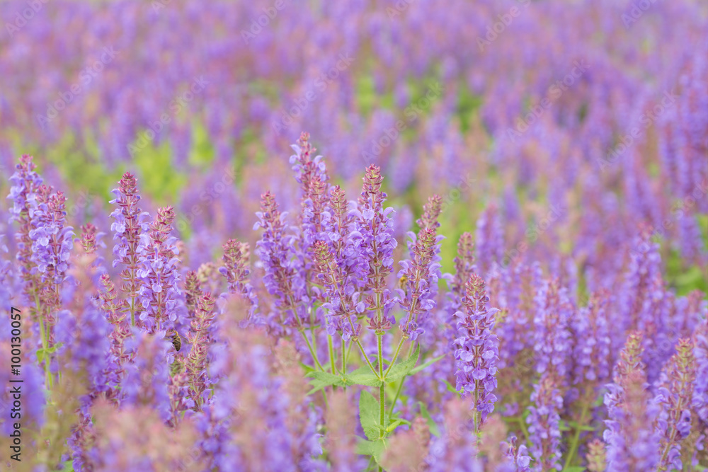 Obraz premium Flowering sage in nature
