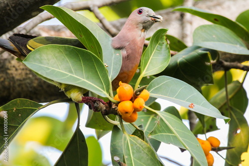 Pink-necked Pigeon, Bird photo